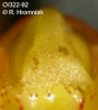 Bulbophyllum weberi  (11)